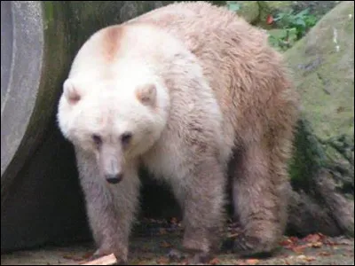 Quel est le nom de cet animal issu du croisement entre un ours blanc femelle est un grizzli ?