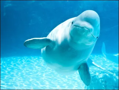 Quel est le nom de cet animal issu du croisement entre un narval femelle et un béluga ?