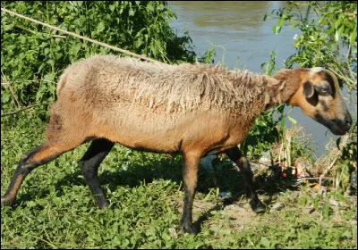 Quel est le nom de cet animal issu du croisement entre une chèvre et un bélier ?