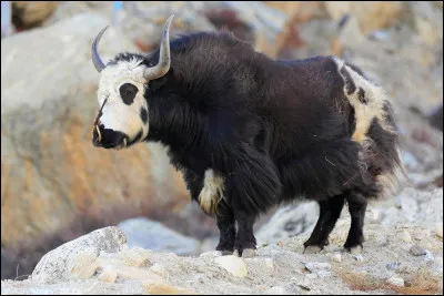 Quel est le nom de cet animal issu du croisement entre une femelle zébu et un yack ?