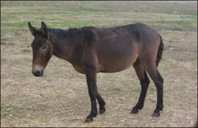 Quel est le nom de cet animal issu du croisement entre une ânesse et un étalon ?