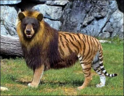 Quel est le nom de cet animal issu du croisement entre une lionne et un tigre ?