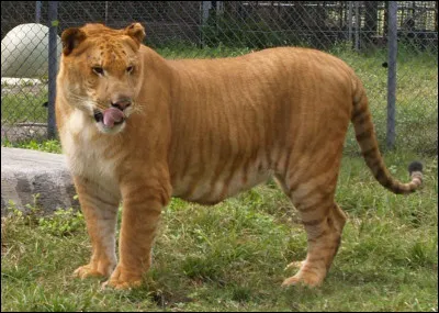Quel est le nom de cet animal issu du croisement entre une tigresse et un lion ?