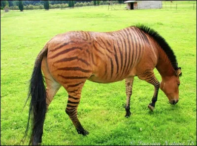 Quel est le nom de cet animal issu du croisement entre une jument et un zèbre ?