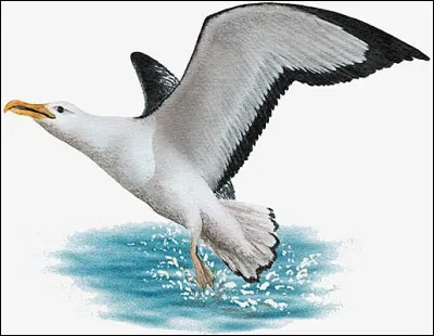Trouvez la première lettre du nom de ce grand oiseau c'est aussi trouver le nom d'une citation célèbre !