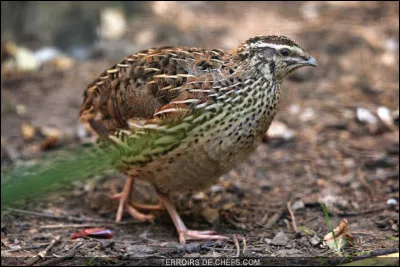 Tirée d'un film, cette citation qui changea nettement ma façon de regarder ou d'écouter Marie Laforêt !