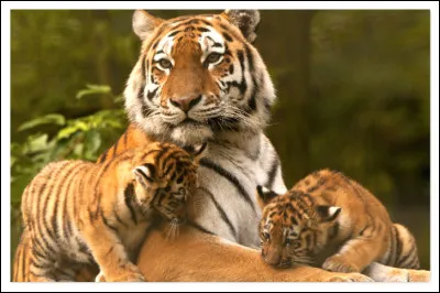 Expression ou proverbe synonyme d'arroseur arrosé !