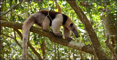 Moralès Moralès ...