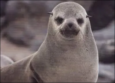 Tirée d'un film cette citation qui commence par / Elle est gentille ma fille, hein ?