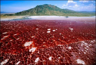 Dans quel pays se trouve le lac Natron, célèbre pour ses eaux rouge sang et ses propriétés calcifiantes ?