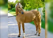 Quiz Galop 3 connaissances