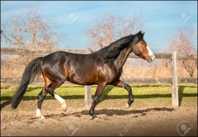 Quel est le mécanisme du trot ?