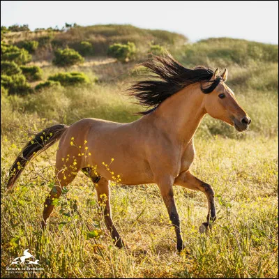 Quelle est la robe de ce cheval ?