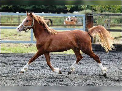 Quelle est la race de ce poney ?
Indice : PSA miniature.