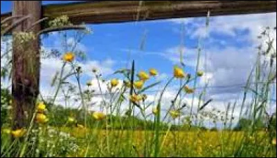 Les pompes sont des exercices voués à faire travailler vos fesses !