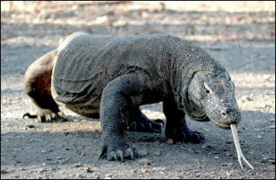 Quel est le nom de ce reptile saurien ?