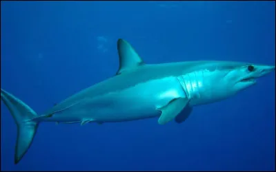 Quel est le nom de ce poisson cartilagineux ?