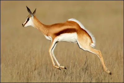 Quel est le nom de cette antilope sauteuse d'Afrique ?