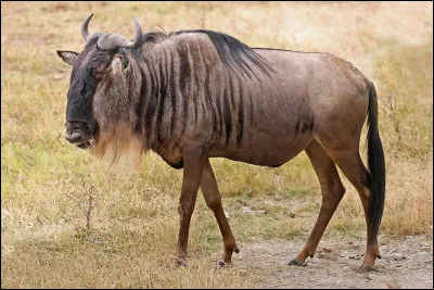 Quel est le nom de ce bovidé herbivore d'Afrique ?