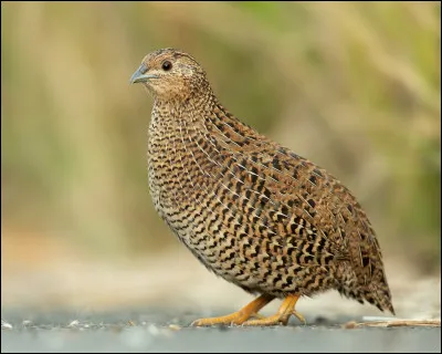 Quel est le nom de cette oiseau migrateur, un gibier recherché ?