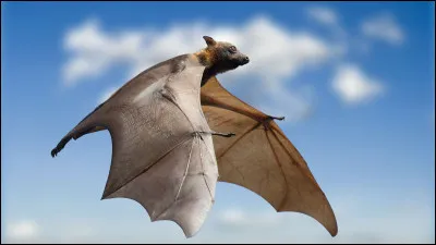 Quel est le nom de cette chauve-souris fructivore ?