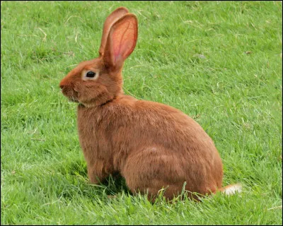 Quel est le nom de ce mammifère herbivore ?