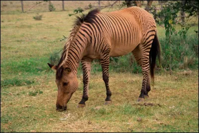 Quel est le nom de cet animal hybride issu du croisement entre une jument et un zèbre ?