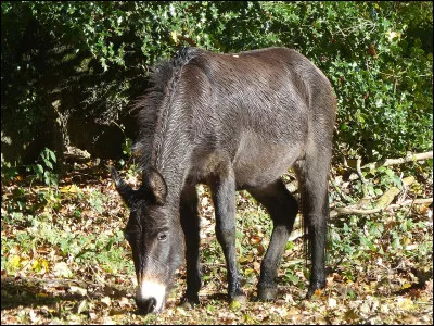 Quel est le nom de cet animal hybride issu du croisemment entre un étalon et une ânesse ?