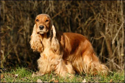 Quel est le nom de ce chien de chasse et d'agrément d'origine anglaise ?