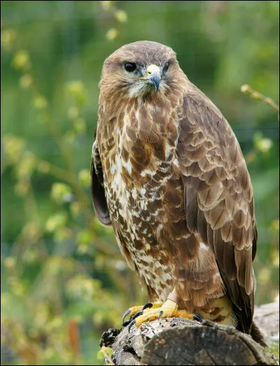 Quel est le nom de cet oiseau rapace diurne ?