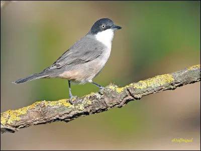 Quel est le nom de ce petit oiseau des buissons ?
