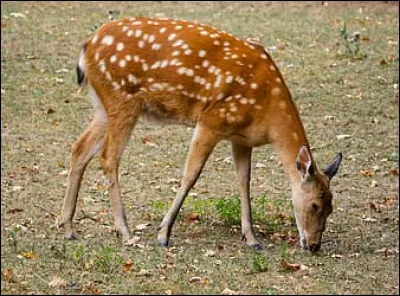 Quel est le nom donné à la femelle du Cerf ?