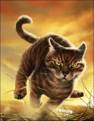 Parlant de ce chat, quelles affirmations sont vraies ?