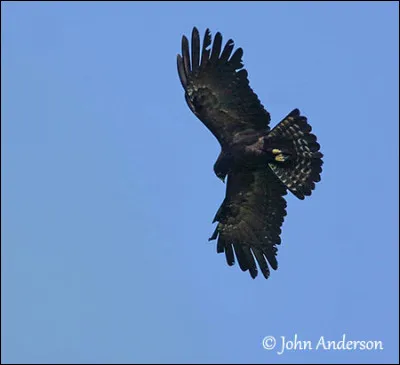 Qui interprète "L'Aigle noir" ?