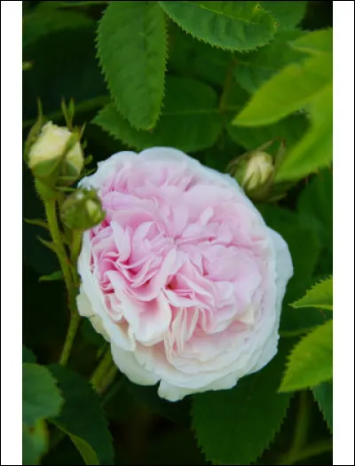 Complétez la phrase de Beaumarchais dans le Barbier de Séville : "Dieu vous bénisse et vous fasse le nez comme..."