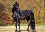 Quiz Les robes de chevaux
