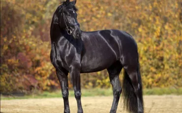 Quiz Equitation
