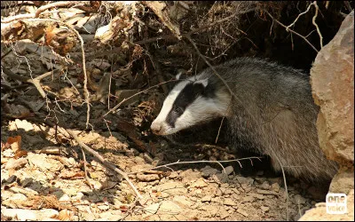 Ce blaireau sort de son ...