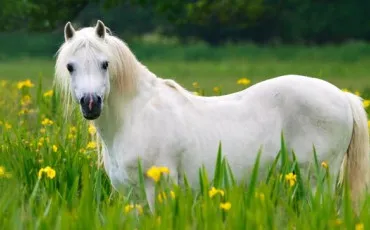 Quiz Galop 3