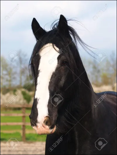 Est-ce que ce cheval possède une liste ?