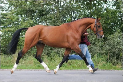 Quelle est cette balzane ?