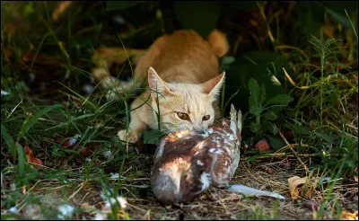 Tu es un chat, tu préfères manger...
