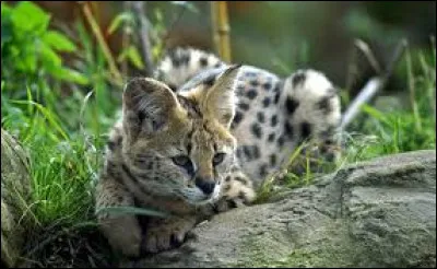 Tu es exclu des clans, tu t'installes...