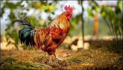 On recherche le prénom d'un imitateur :