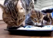 Test Quelle race de chat es-tu ?