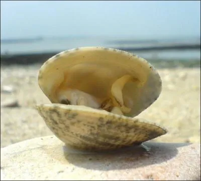 Quel est le nom de ce coquillage ?