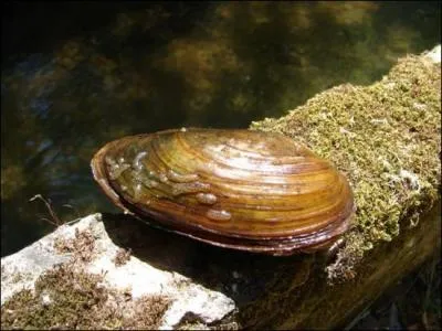 Quel est le nom de ce coquillage ?