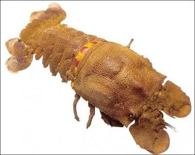 Quel est le nom de ce crustac ?