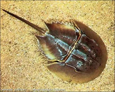 Quel est le nom de ce crustac aussi appel ' crabe des moluques ' ou encore ' sabot de cheval ' ?