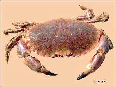 Quel est le nom de ce crustac ?